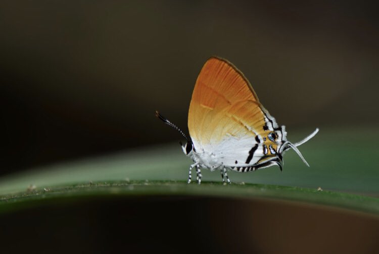 Sithon nedymonThe Plush #InverteFest