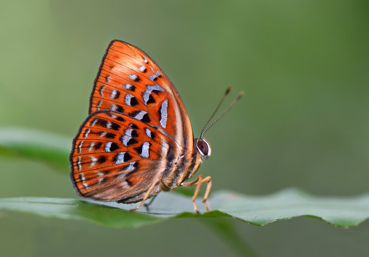 Taxila haquinusThe Harlequin #InverteFest