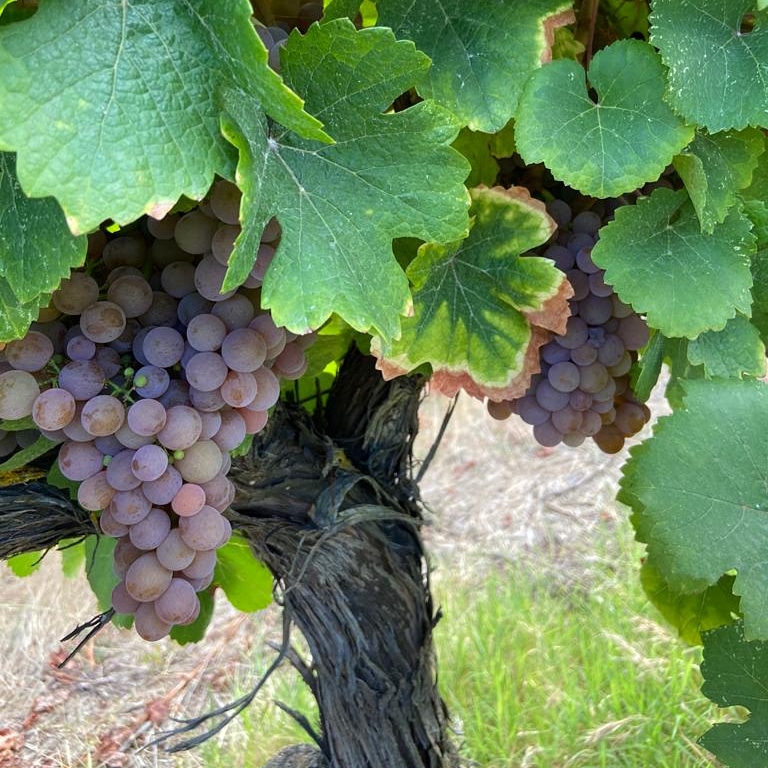 bodegasobergo's tweet photo. Arrancaremos la semana que viene la vendimia 2020! La altura y temperaturas más bajas hacen que empecemos más tarde que el resto  Gewürztraminer, es tu turno! https://t.co/QYK9YUMmID