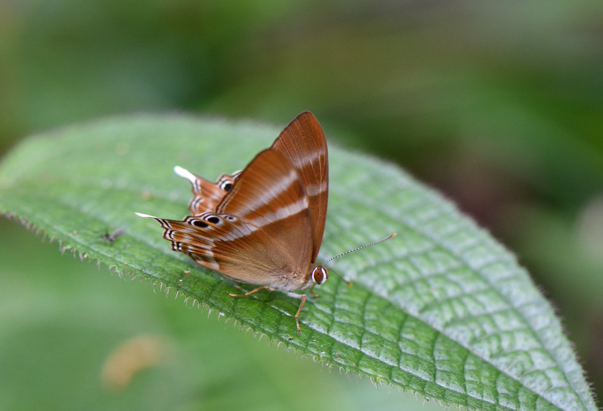 Abisara savitriThe Tailed Judy #InverteFest