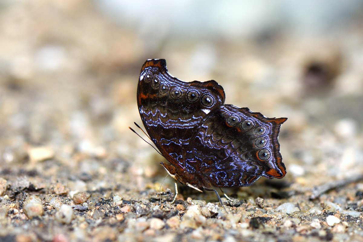 Rhinopalpa polyniceThe Wizard #InverteFest