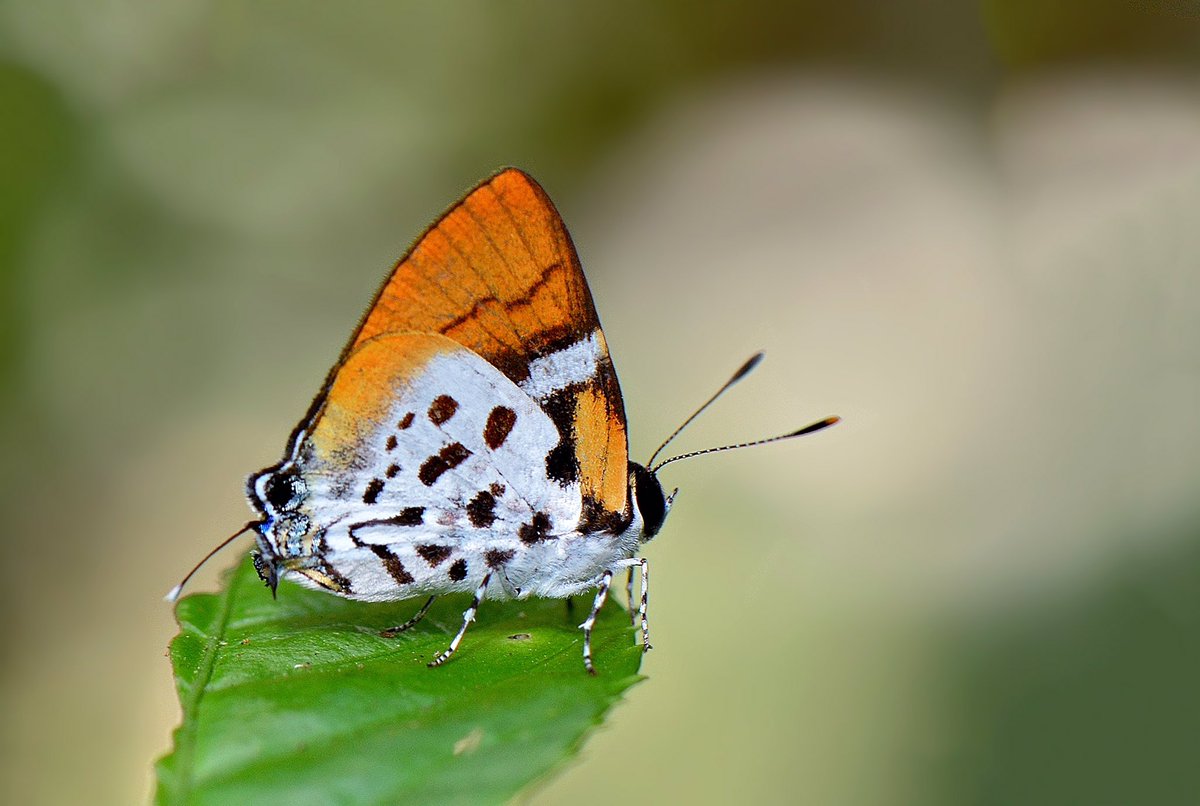 Araotes lipithisThe Witch #InverteFest