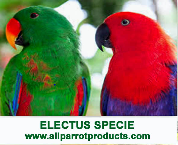 AllParrot's tweet photo. Eclectus parrots have a longer digestive tract than other bird species, that is why they need a low-fat, high-fiber diet that is not overly fortified with vitamins and minerals. 
For supplies, visit us at https://t.co/m4kRy3Bsha https://t.co/zcrj5iAzMy