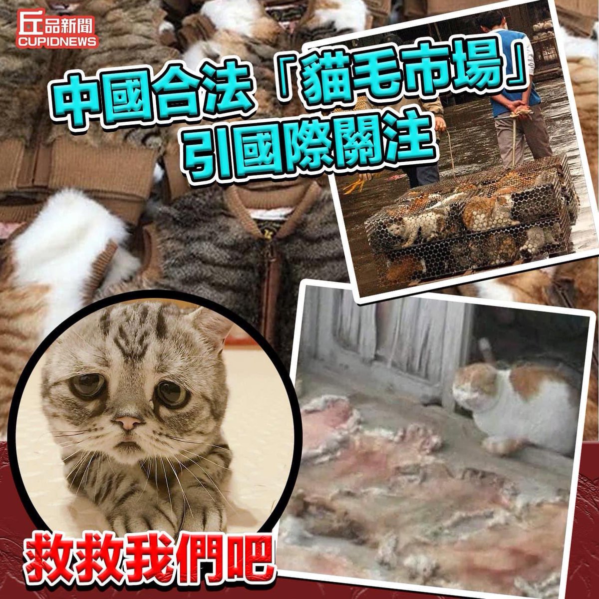 PHOENIXISM_HK's tweet image. The Chinese who abused animals will soon be in prison #CCPChina #CCP_is_terrorist #AntiCivilization