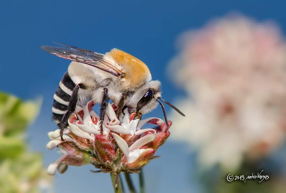 Generalmente las abejas se encuentran en el día, pero varios grupos han desarrollado hábitos que van desde salir unas cuantas horas antes de que salga el sol, y abejas totalmente nocturnas. LAS ABEJAS NOCTURNAS Abro hilo: Varios autores.