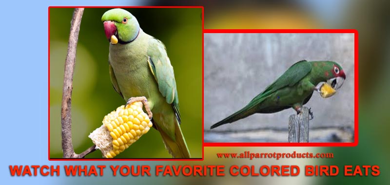AllParrot's tweet photo. The best foods for your birds re fresh vegetables, fruit and pellets or seeds. parrot's diet can vary considerably and they like to eat fruit and fruit seeds, nuts, flowers, and corn where they can find it
For more, visit https://t.co/6UaavaNFT2
#parrots #pets #bird #parrotfood https://t.co/u6pX8OBTnN