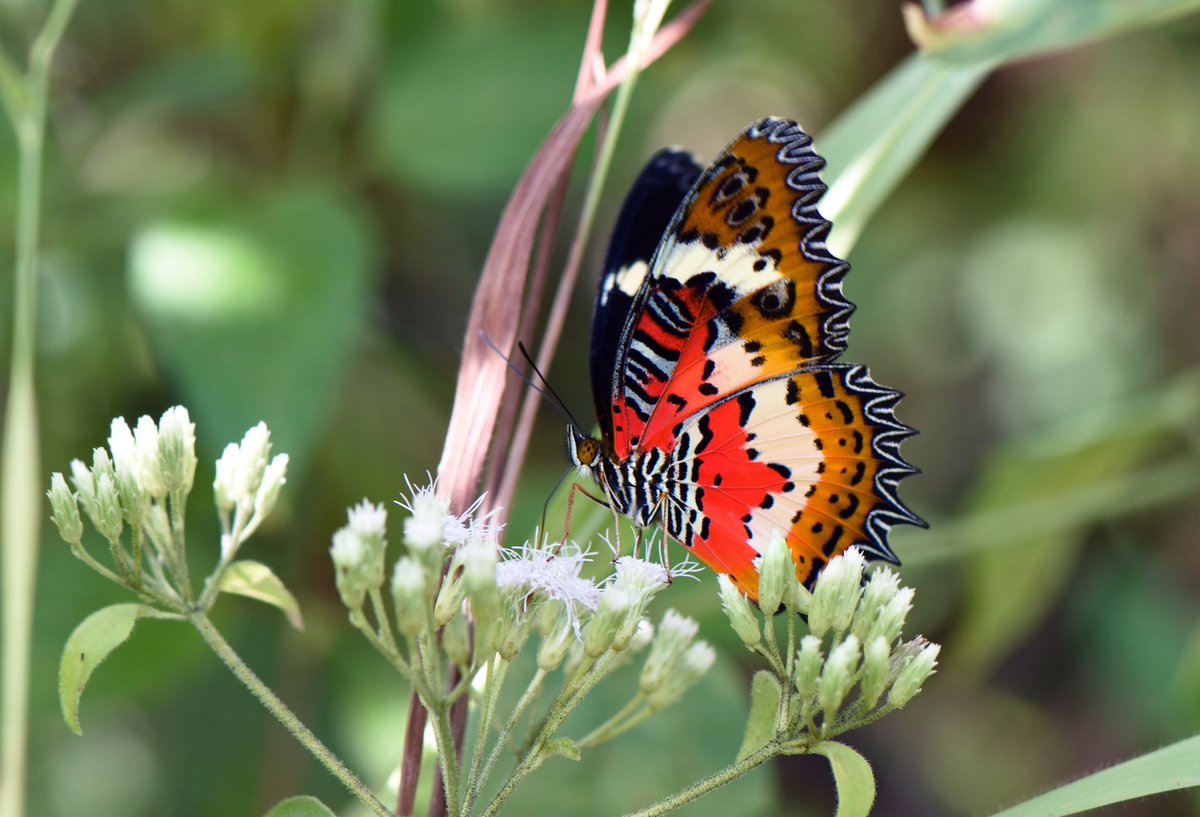 Cethosia hypseaThe Malayan Lacewing #InverteFest