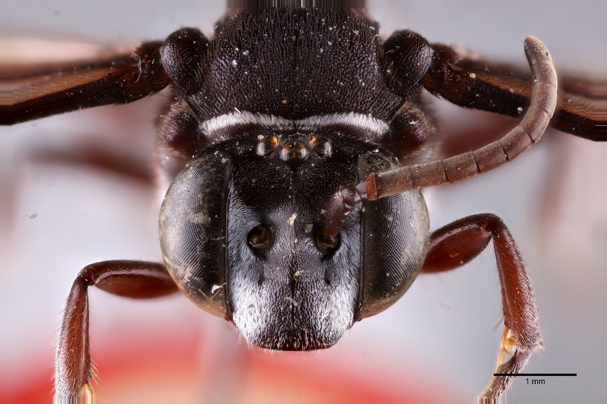 Actualmente se conocen varias especies y subgéneros de cuatro de las siete familias reconocidas se abejas: Andrenidae, Halictidae, Colletidae y Apidae, agrupando un aproximado de más de 190 especies con estos hábitos.