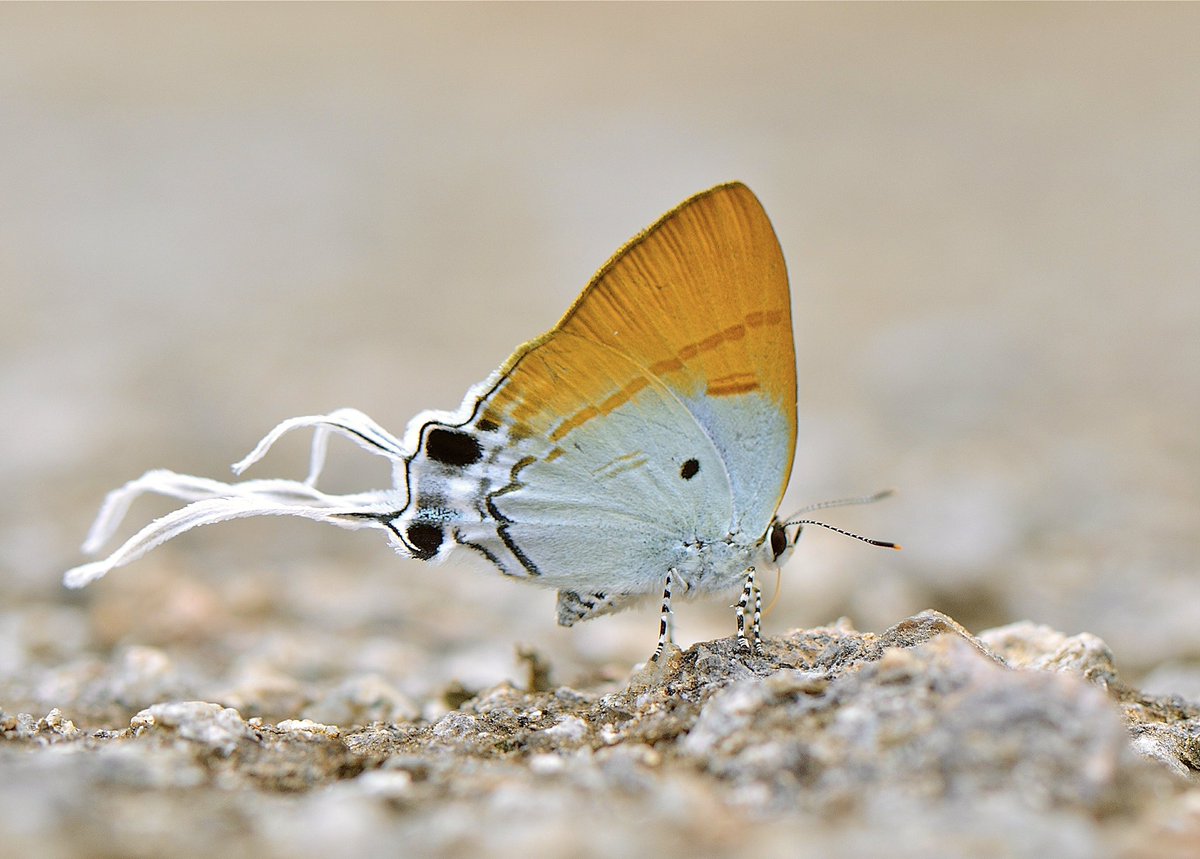 Zeltus amasaThe Fluffy Tit #InverteFest