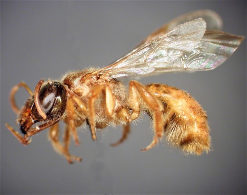 La función del desarrollo de los hábitos nocturnos no está muy clara, aunque una posible teoría es que algunas abejas (de forma independiente) empezaron a salir de noche para evitar el cleptoparásitismo, sin embargo, entre las abejas nocturnas hay varios ejemplos cleptoparásitos.