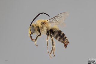 Los grupos de abejas que voy a mencionar se encuentran exclusivamente en América, sin embargo, las abejas nocturnas se encuentran en varias partes del viejo continente, principalmente en Asia y Australia.
