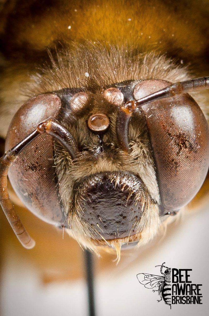 Las características escenciales que estás abejas desarrollaron para sobrevivir en la noche son ojos compuestos y ocelos muy grandes, que les permiten obtener un mayor campo de luz (de luna) y poder ver entre la oscuridad. También presentan un vuelo lento y cuerpo un tanto largo.