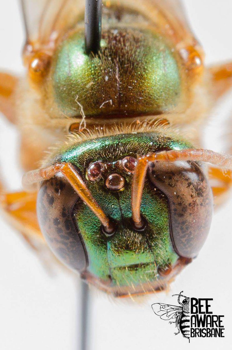 Las características escenciales que estás abejas desarrollaron para sobrevivir en la noche son ojos compuestos y ocelos muy grandes, que les permiten obtener un mayor campo de luz (de luna) y poder ver entre la oscuridad. También presentan un vuelo lento y cuerpo un tanto largo.
