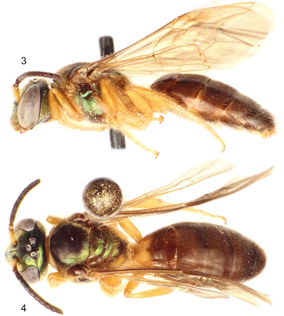 Las características escenciales que estás abejas desarrollaron para sobrevivir en la noche son ojos compuestos y ocelos muy grandes, que les permiten obtener un mayor campo de luz (de luna) y poder ver entre la oscuridad. También presentan un vuelo lento y cuerpo un tanto largo.