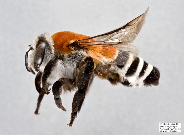 Las características escenciales que estás abejas desarrollaron para sobrevivir en la noche son ojos compuestos y ocelos muy grandes, que les permiten obtener un mayor campo de luz (de luna) y poder ver entre la oscuridad. También presentan un vuelo lento y cuerpo un tanto largo.