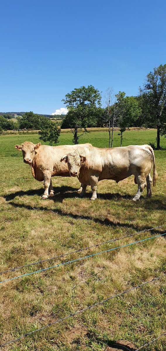 Piola_F's tweet photo. "Ah la vache !" 🐄 ... Elles ont quand même un beau cadre de vie 🏔 ! Et même un #volcan de type strombolien à 1167 m d'alt. entouré de #scories, "le Puy de la Vache" avec un superbe panorama sur la chaîne des #Puys 🙂 #myAuvergne @Auvergne @otsancy #fromages #elevage #Charolais https://t.co/KVX414KMW5