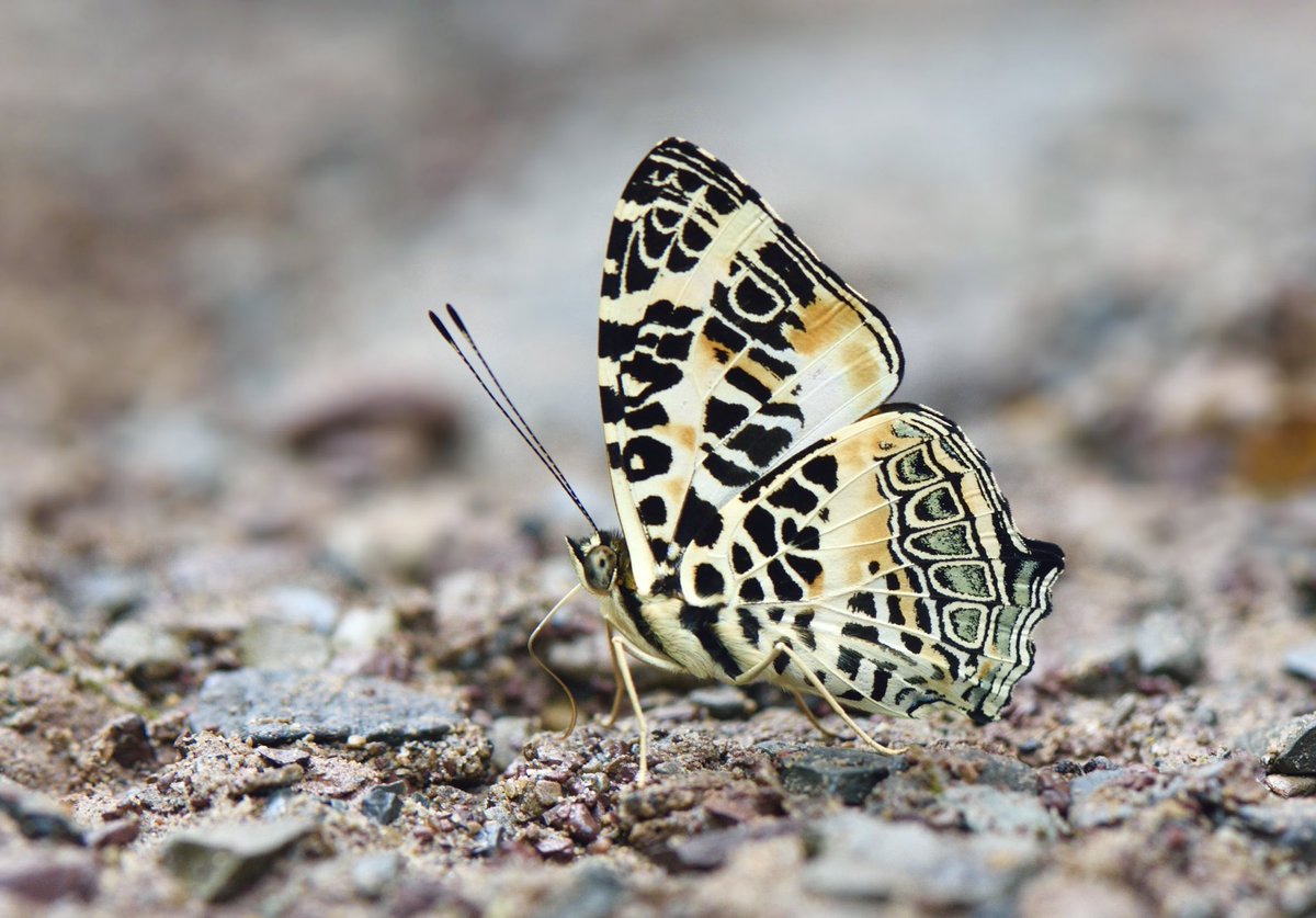 Symbrenthia hypselisThe Himalayan Jester #InverteFest