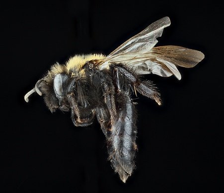 Andrena (Onagrandrena).Este subgénero abarca 24 especies que se encuentran en América del Norte, en la imagen Andrena onagrae (Cockerell, 1901), una abeja matinal y crepuscular que habita desde USA al sur de México.