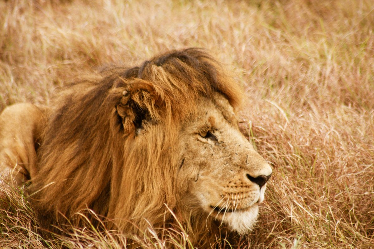 Offbeat Mara Camp tweet media