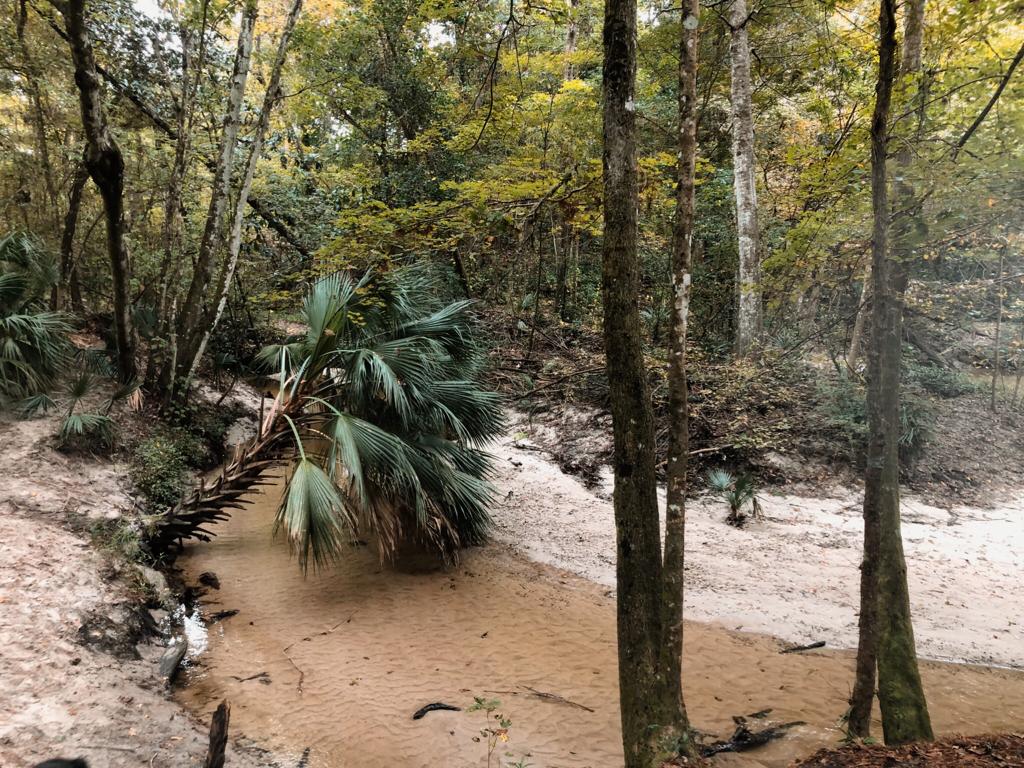 sustainableuf's tweet photo. It is time to #GlimpseIntoGainesville! Today we are gonna immerse ourselves in nature by explorings Alfred A. Ring Park. 🌳 https://t.co/n1zws5XAdC