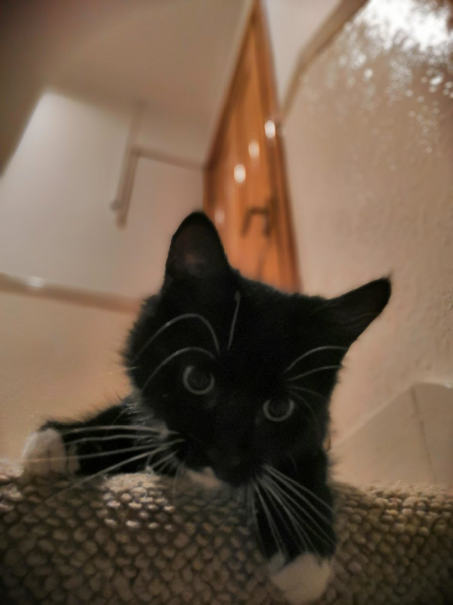 MeowMoeDotCom's tweet photo. #Willow didn't get much #Attention on r/cats, so here she is.
#Cats #Cat #Kittens #Kitten #Kitty #Pets #Pet #Meow #Moe #CuteCats #CuteCat #CuteKittens #CuteKitten #MeowMoe #Didnt #Rcats
https://t.co/nWLdtlKc3e https://t.co/rvGopGyEFx