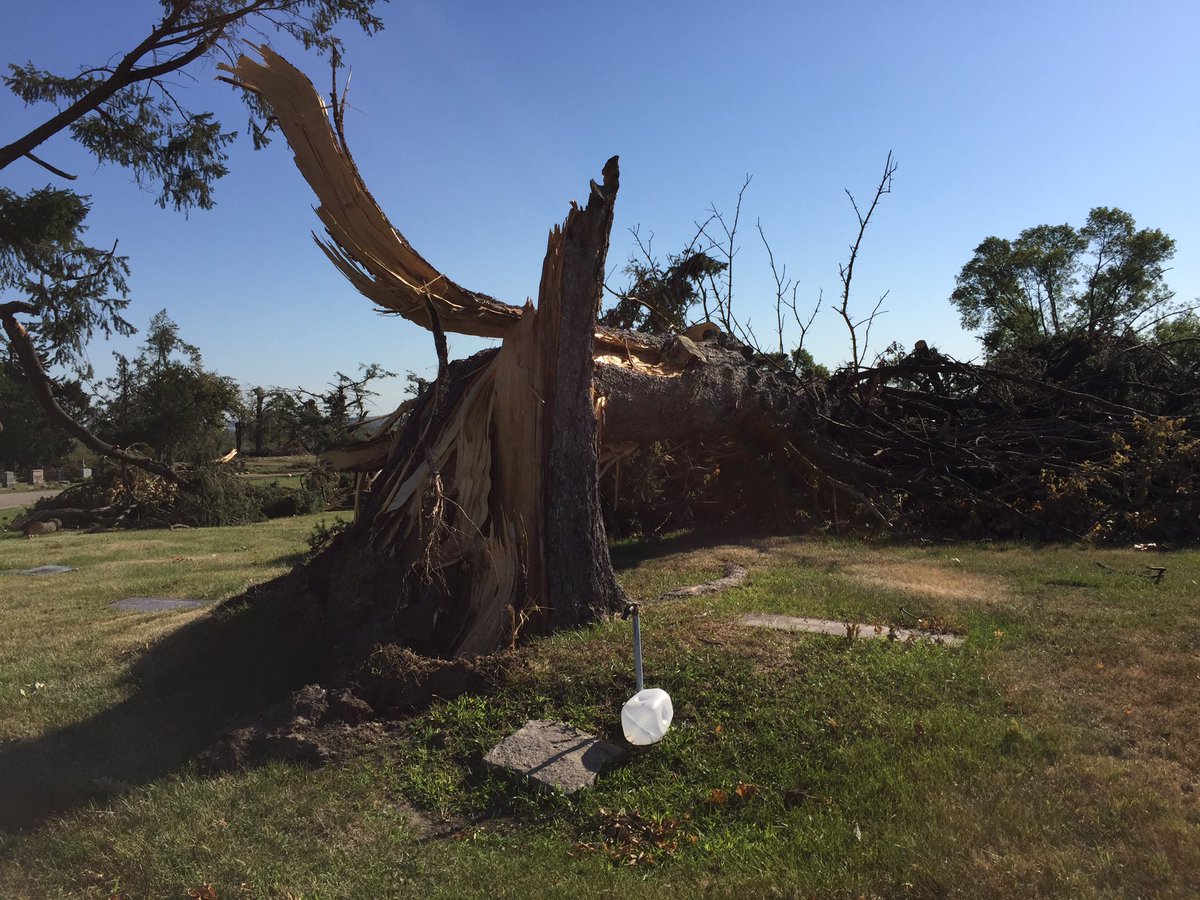 They have lost half of their trees here. And not just the little new treelets, but the well-established, century-old grande dames. Here’s one that was destroyed in the cemetery.