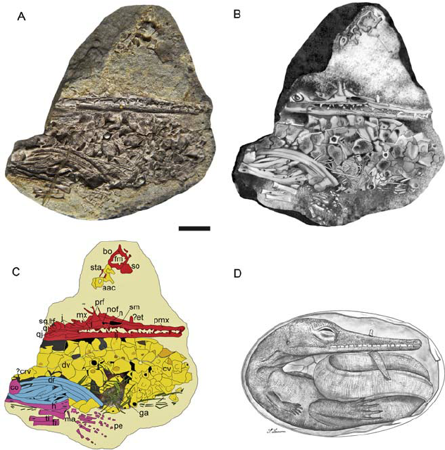 Pictures, Diagram, and Drawings of the Mesosaur Embryo.  Image by Piñeiro et al. 2012