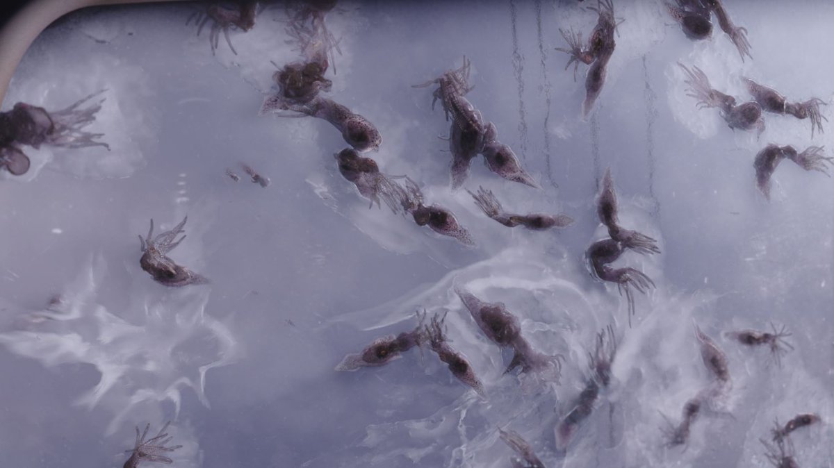 RT @HybrideTechno: That’s right. 30 seconds of life. We did that. Squids and squid 🦑 rain 🐙💦 (we’re not responsible for the smell though 🤔)
#HBO #Watchmen #HybrideVFX #Squids #Squidrain #SorryForTheMess 
facebook.com/watch/?v=31102…