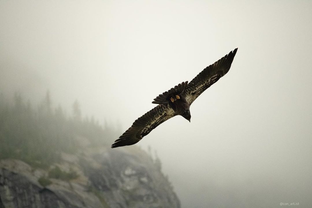 BCWildlife's tweet photo. ...and in the blink of an eagle eye, the weekend is here! This week's winner of the #BCWFPhotoContest has captured a breath-taking shot of a juvenile bald eagle. Congratulations @con_art.ist via Instagram!π #bcwf #wildlifephotography #conservation #wildlife #baldeagle https://t.co/Ey4PXjJx3d