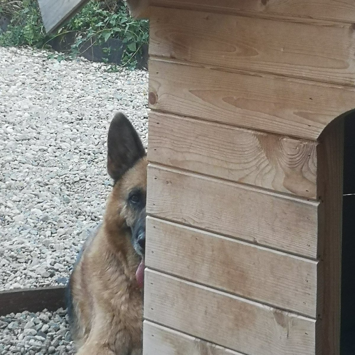 daisydogdiary's tweet photo. Tina is NOT begging.... Again...
#gsdbegging https://t.co/1pPXnFPd6x