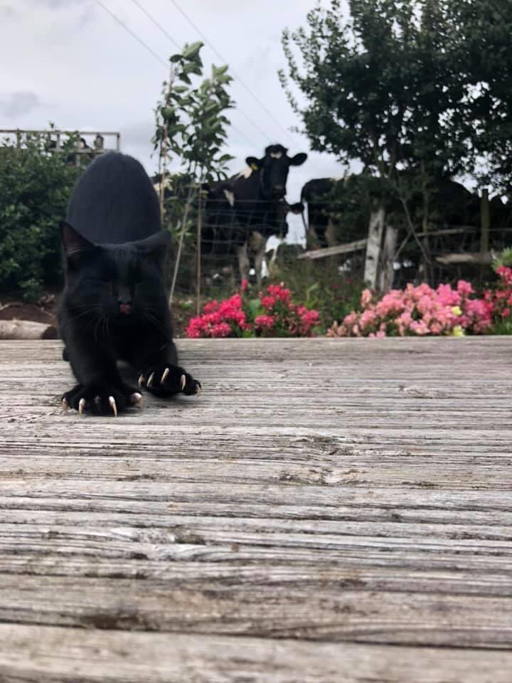 L1saSutton's tweet image. Cow..what cow? Let me just sharpen my claws...tonight’s hunting is going to be interesting 🤔😆🐄🐈 #CatsOfTwitter #countrylife