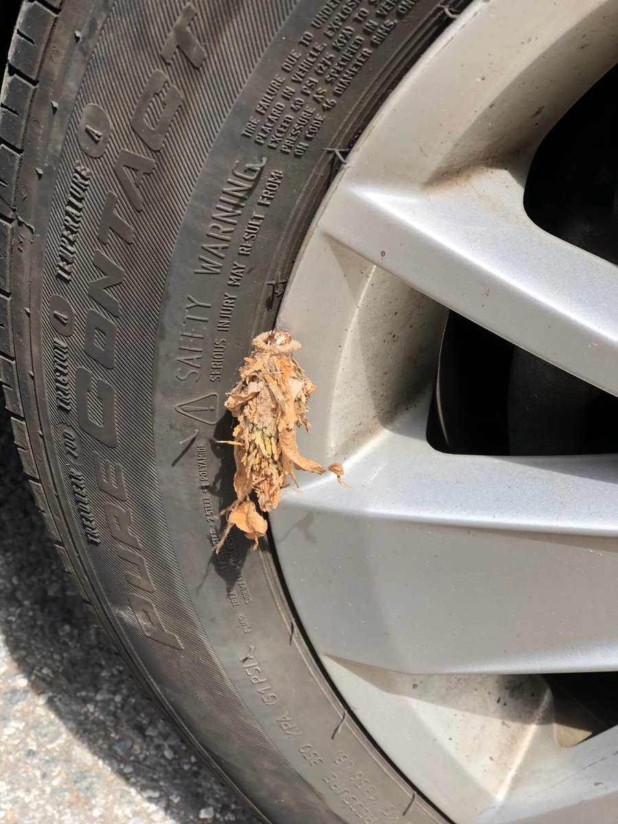 Nicoley725's tweet photo. Another pic... crawling up a tire #welcometobrooklyn @JungleJackHanna https://t.co/HhHCUu8WPA
