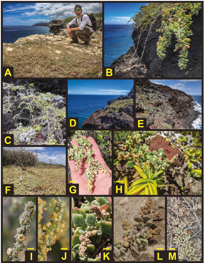 MartineBotany's tweet photo. Ya gotta check out our new paper in #SystematicBotany for at least 2 reasons: 1) Hawaiian Chenopodium are super cool (woody! semi-succulent! salt glands!) and 2) Hypotheses regarding their origins are super interesting. #iamabotanist #Botany2020 #PUIplantnetwork https://t.co/3URN79z9Zw