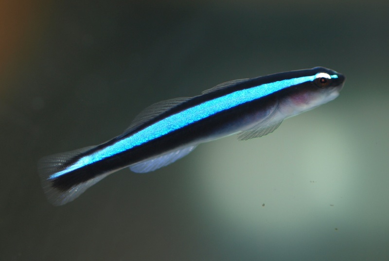 Cleaner species from the genus Elacatinus have beautiful lateral stripes. Several have independently evolved a blue stripe, which signals to other reef fishes that they're friendly. This blue stripe is also convergent with the blue stripe seen in cleaner wrasses!  #GobyWeek 2/n