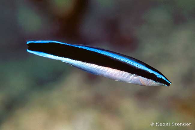 Cleaner species from the genus Elacatinus have beautiful lateral stripes. Several have independently evolved a blue stripe, which signals to other reef fishes that they're friendly. This blue stripe is also convergent with the blue stripe seen in cleaner wrasses!  #GobyWeek 2/n