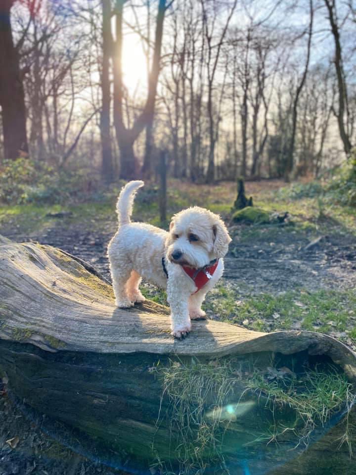 guaimao mountain bike