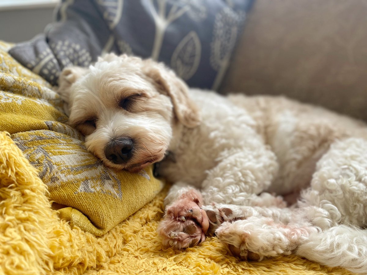 guaimao mountain bike