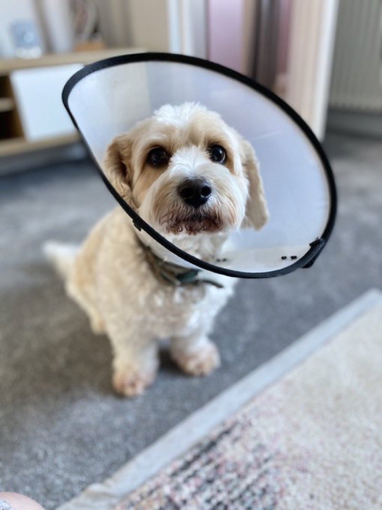 guaimao mountain bike