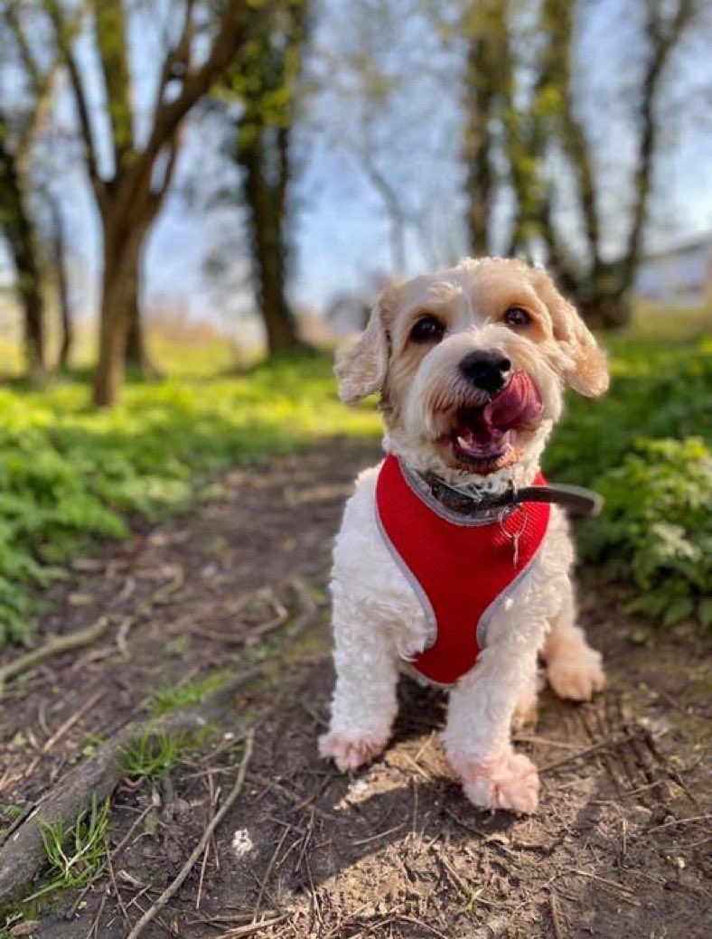 guaimao mountain bike