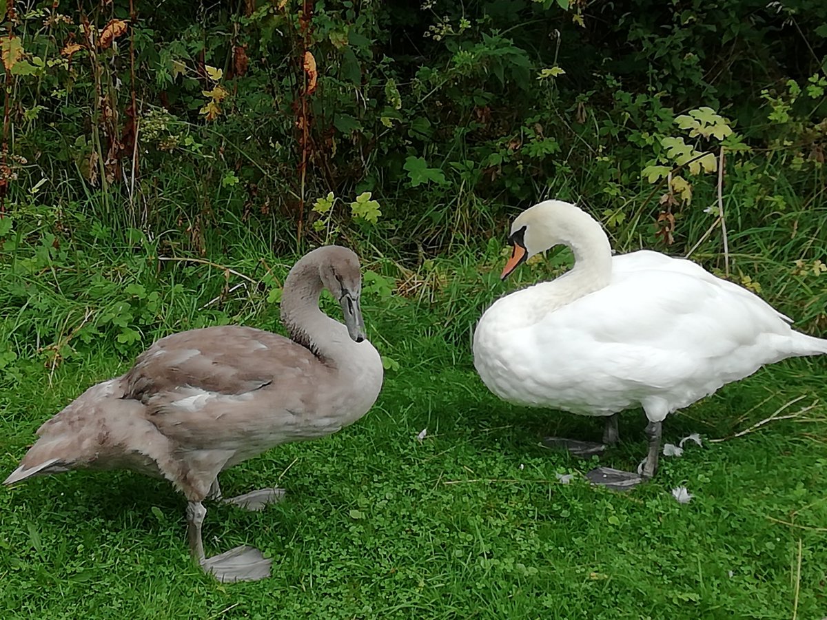 Swans galore!