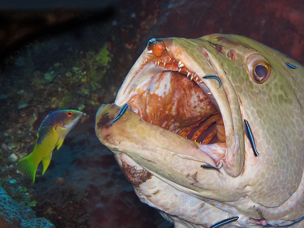 Unlike the wrasses, the gobies are real itty bitty. Despite this, they are unafraid to really commit themselves to the job. Superficially they also tend to clean more often in groups!  #GobyWeek 3/n