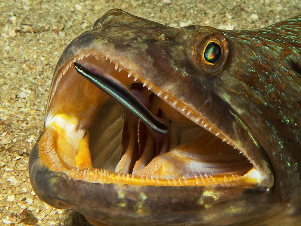 Unlike the wrasses, the gobies are real itty bitty. Despite this, they are unafraid to really commit themselves to the job. Superficially they also tend to clean more often in groups!  #GobyWeek 3/n