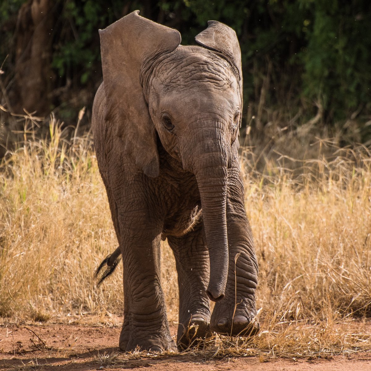 Save the Elephants tweet media