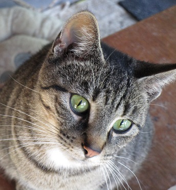 astheheroflies's tweet photo. During the height of the COVID-19 lockdown, 14 tiger-striped cats were left abandoned on our farm. To read their story and learn how you can help, please visit: https://t.co/yvaSZH5mJX Thank you for your kindness! https://t.co/6FiUx8v5XQ