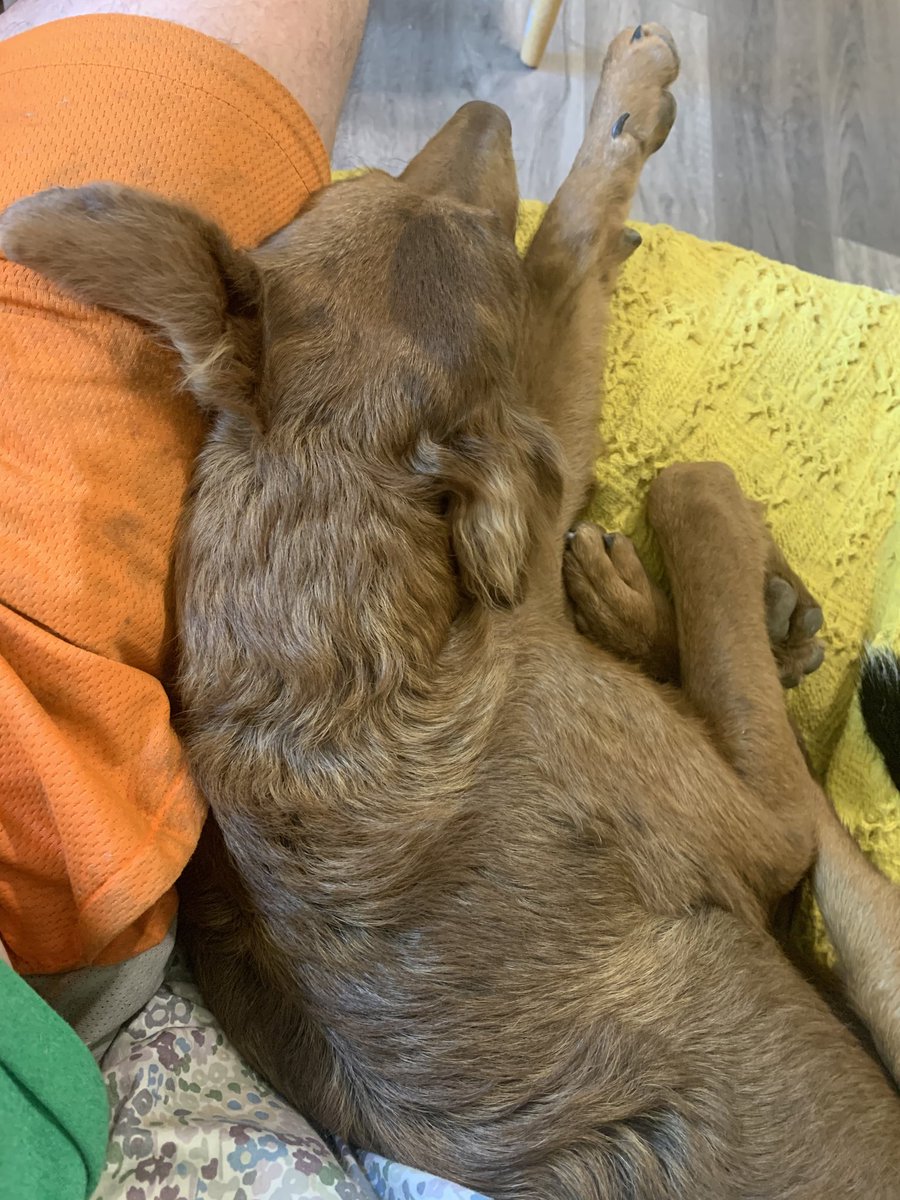 shannonminter5's tweet image. My jaunty little folded boy #myshadow #sidekick #bosombuddy