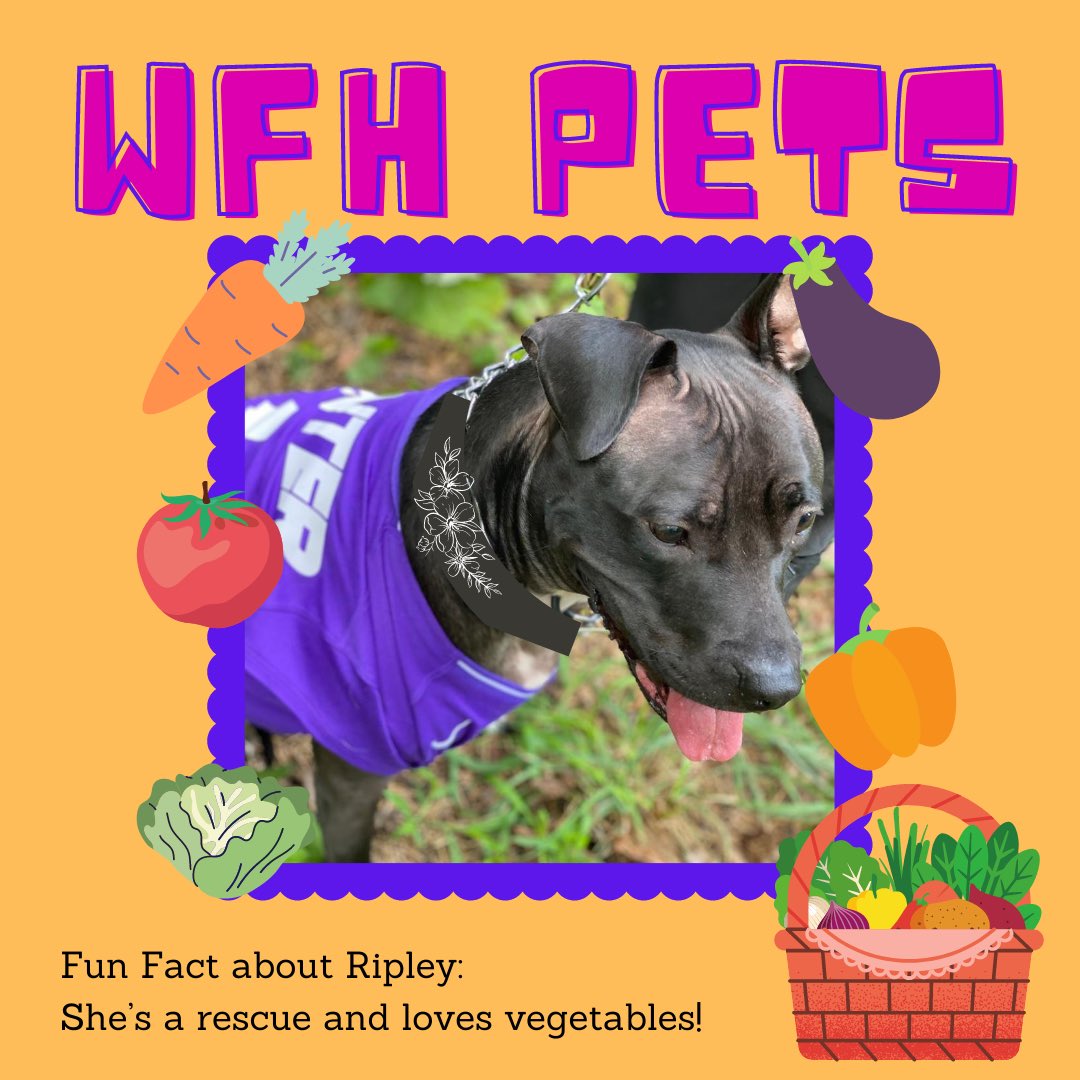 Howl is everyone doing today?🤪 Thanks to our pets quarantine wasn’t/ isn’t always so lonely— we’re so excited to create a spotlight for our furry friends aka our work from home pets/ colleagues!! This here is Ripley.Send us a pic of your furry friend for a #WFHPet feature. 🥰💜