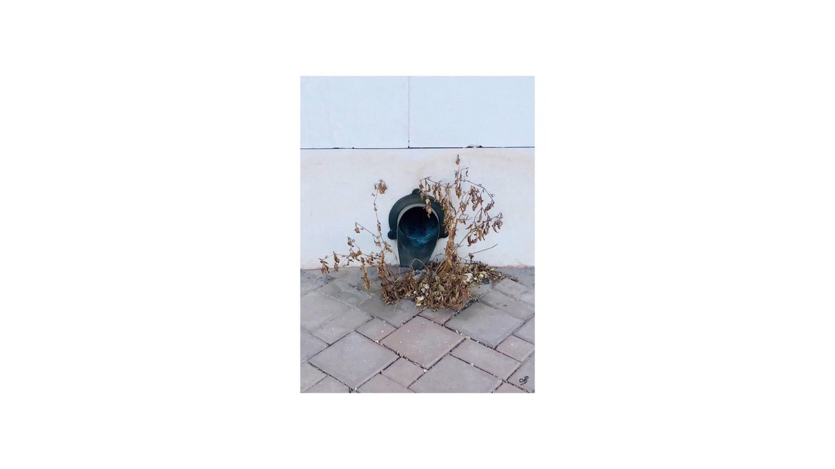 drlami_'s tweet photo. Todayโs find!๐
. . .
#137 #TheySpeakForThemselves #sketches #series #QuickSketch #MixedMedia #photography #PhotoArt #color #colour #SummerInKuwait #Nature #Art #Design #Architecture #Kuwait https://t.co/Xxk6oRkI6g