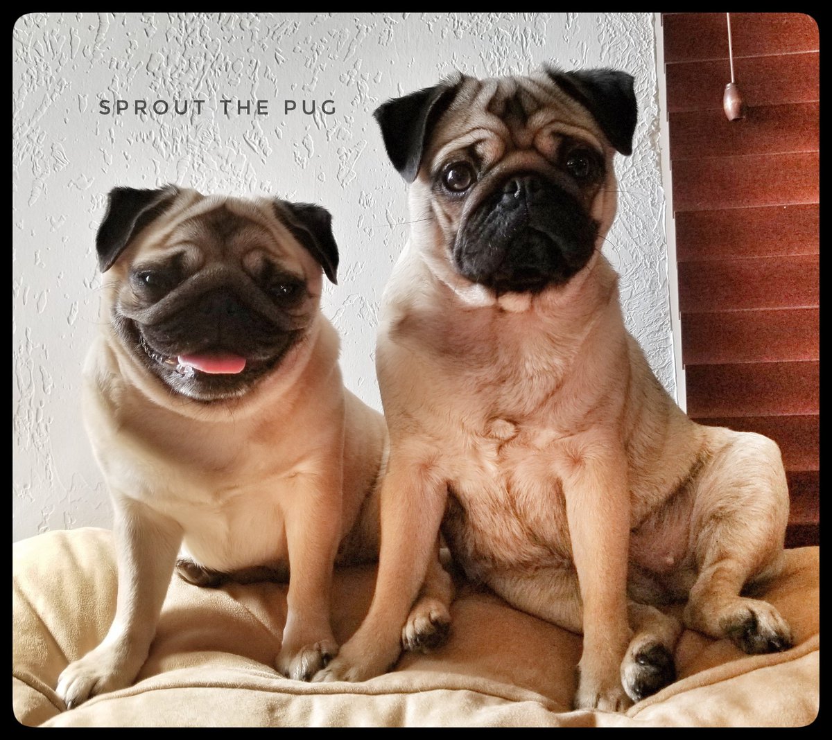 SproutThePug's tweet photo. Sprout here!
Its #flashbackfriday ! Today we go to April 2018 when Sparkle and I were trying to act cool when asked "Who dunnit?!"
#IPulledItOff #CoolAsACucumber #NotSureIfSparkleDid #GuiltyPug #pug #pugs #dog #dogs #puppy #puglife #doglife #dogsoftwitter #fridayfeeling https://t.co/Okkf6TrYh1