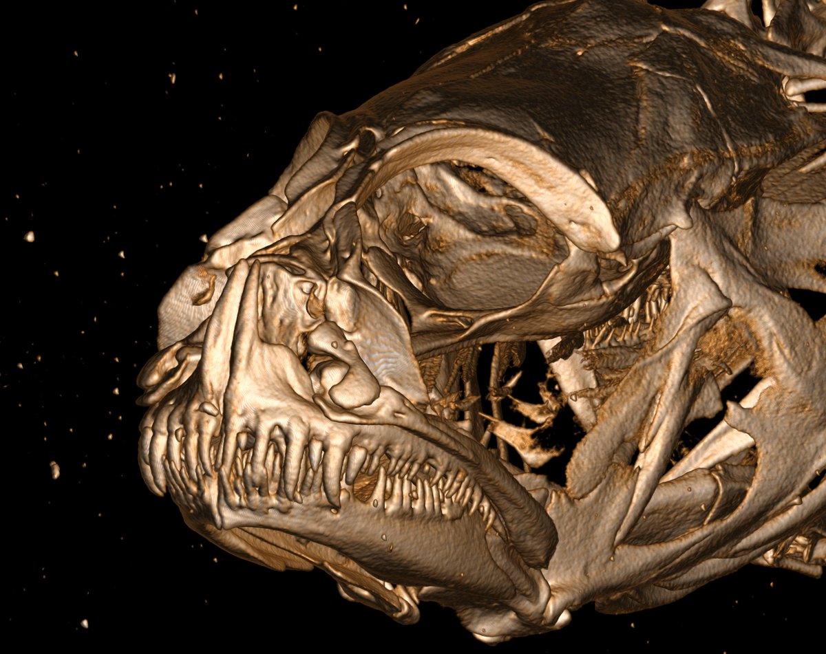 The really dedicated cleaner gobies have these comb like teeth (left) whereas their non-cleaning relatives have these assortment of massive canines (right). We hypothesize the teeth are specialized for scraping parasites off their clients  #GobyWeek  #ScanAllFishes  #oVertTCN6/n