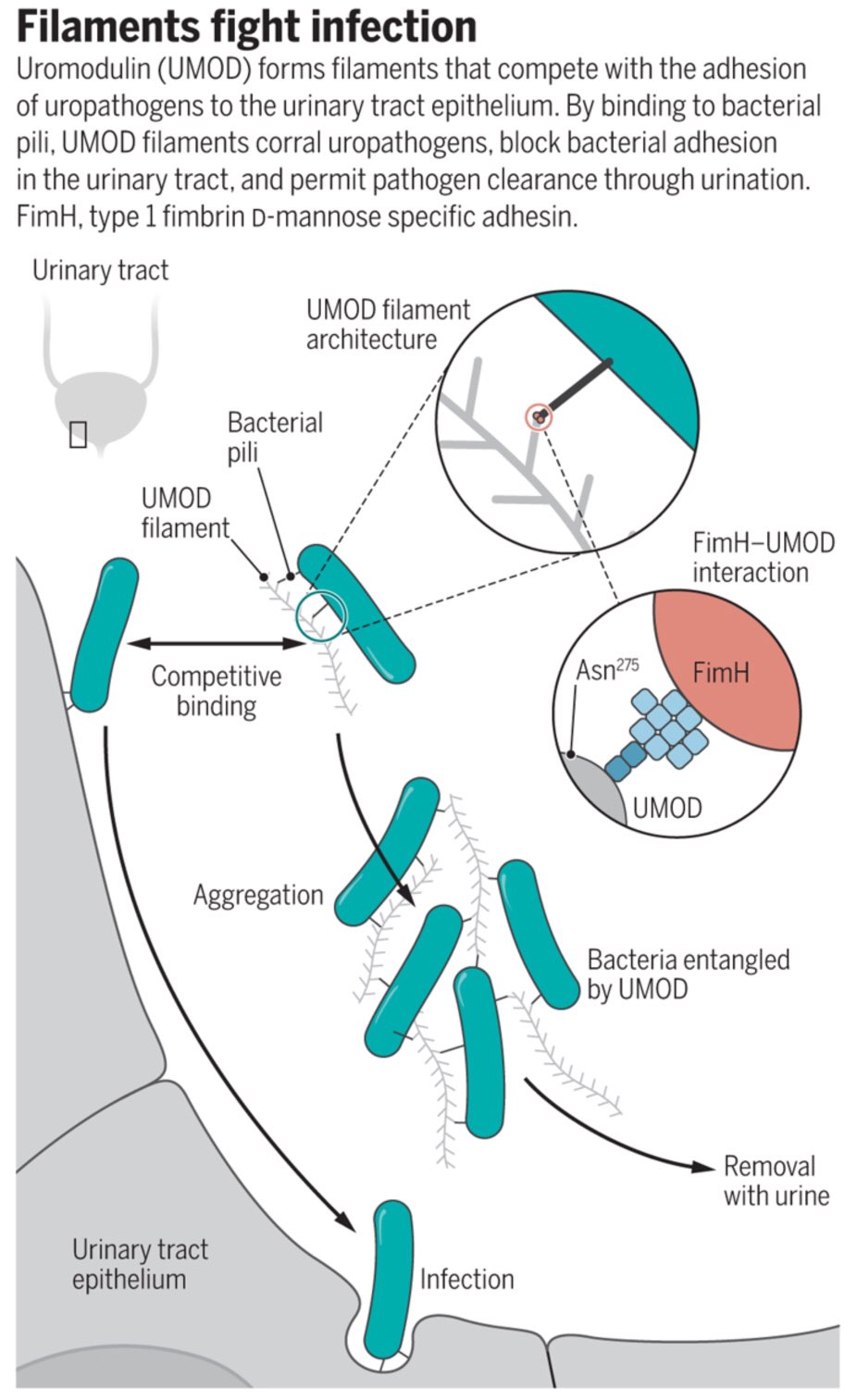 Francis Villatoro on Twitter "Architecture and function of human